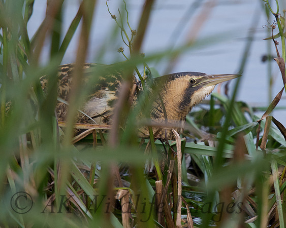 Bittern Hiding