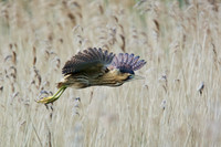 Low Flying Bittern 3