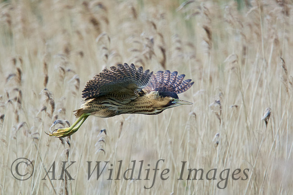 Low Flying Bittern 3