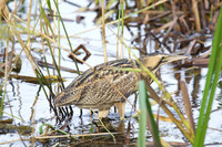 Bittern in Reeds