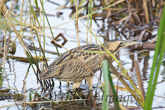 Bittern in Reeds