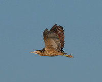 Shapwick Heath NNR