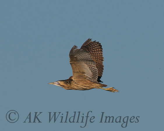 Shapwick Heath NNR