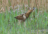 Bittern (Shapwick Heath NNR)