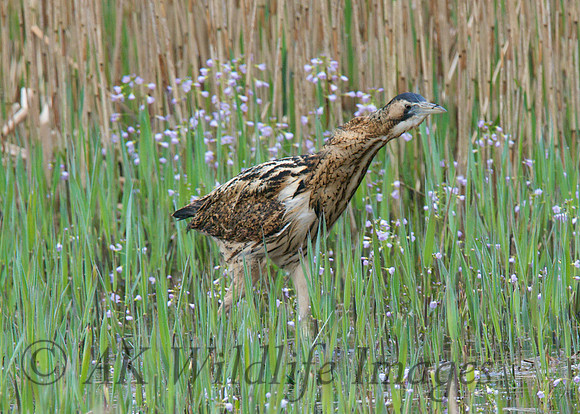 Bittern (Shapwick Heath NNR)