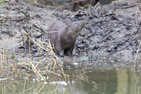 Otter Cub