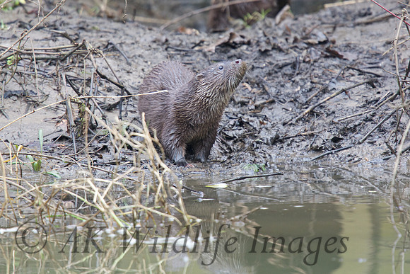 Otter Cub