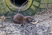 Otter Cub with a fish