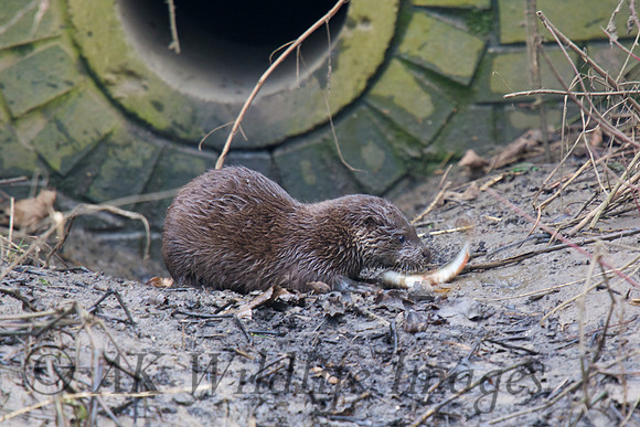 Otter Cub with a fish