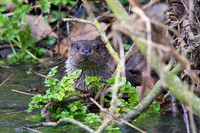 Otter Cub