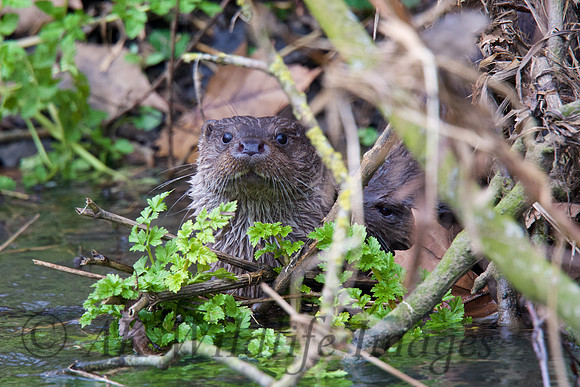 Otter Cub