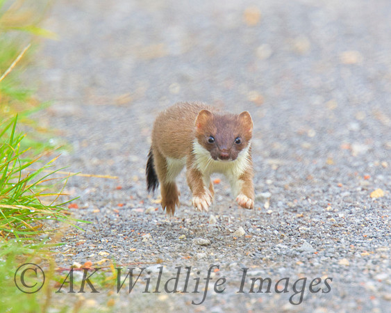Stoat 1