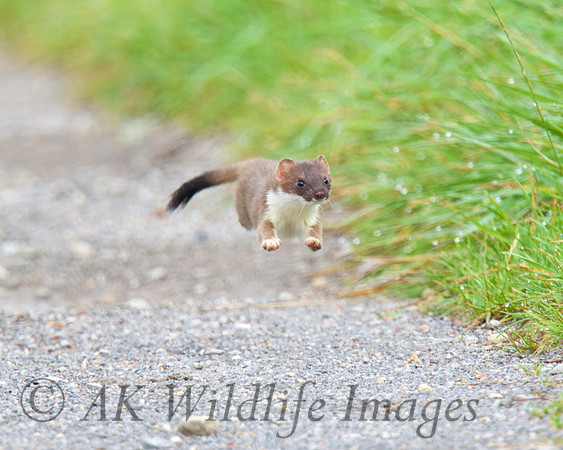 Stoat 6