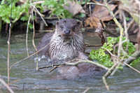 Otter cubs Playing