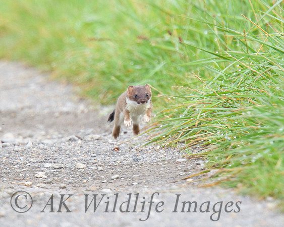 Stoat5