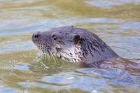 Female Otter