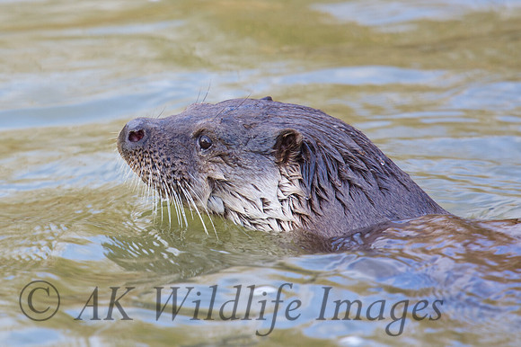 Female Otter
