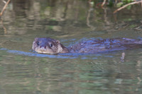 Otter Cub swimming
