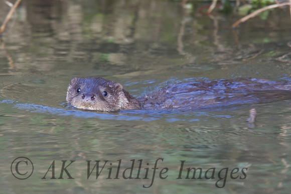 Otter Cub swimming