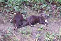 Two Otter Cubs one with a fish