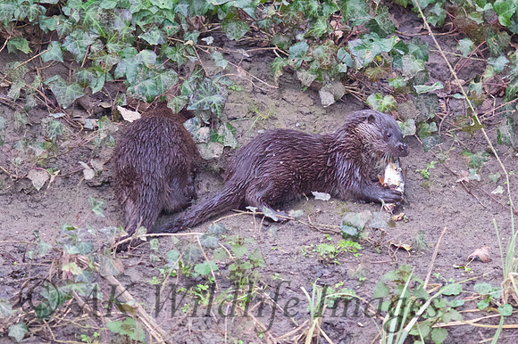 Two Otter Cubs one with a fish