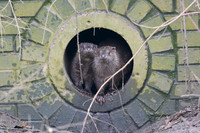 Female with one Cub