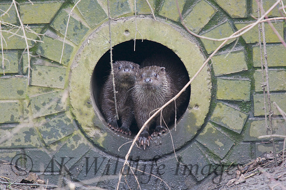 Female with one Cub