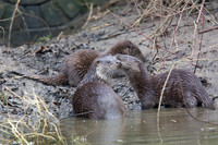 Female Otter with Cubs