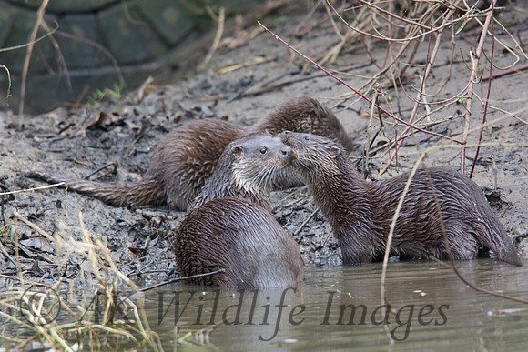 Female Otter with Cubs