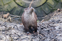Female Otter