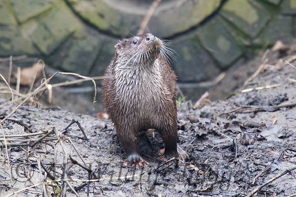 Female Otter