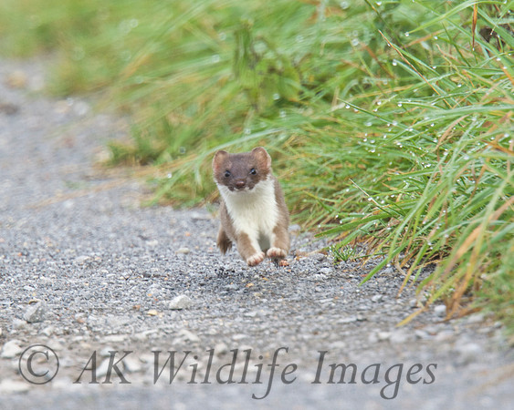 Stoat 4