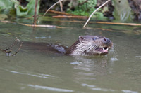 Otter on the River Stour
