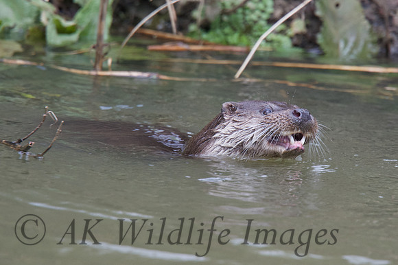 Otter on the River Stour