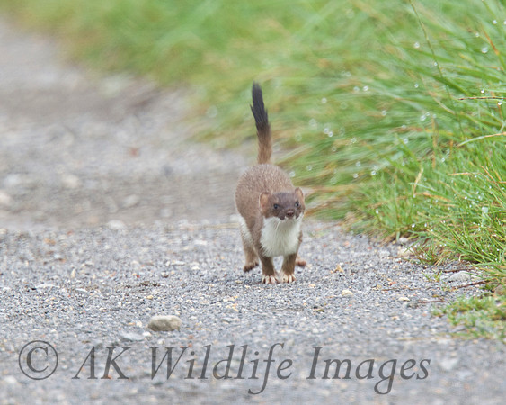 Stoat 7
