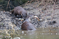 Female Otter with fish
