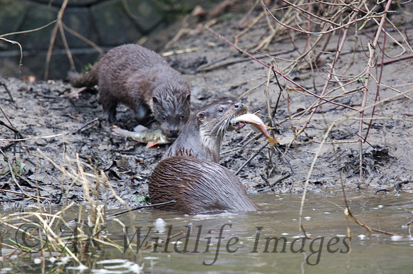 Female Otter with fish