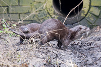 Female Otter with Cub