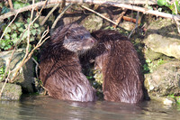 Otters