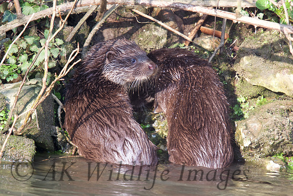 Two Otter cubs