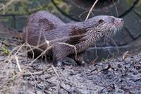 Female Otter