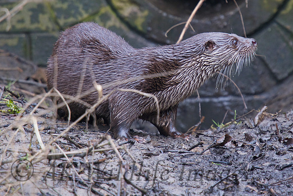 Female Otter