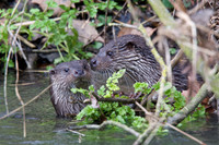 Two Otter Cubs Playing