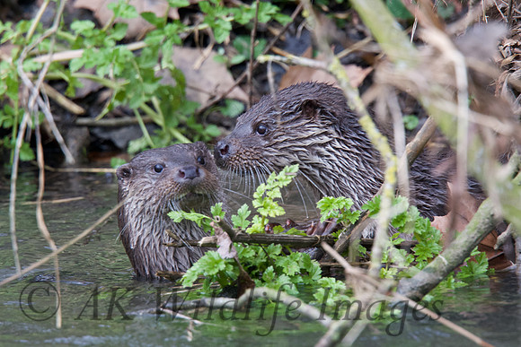 Two Otter Cubs Playing
