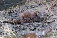 Otter Cub