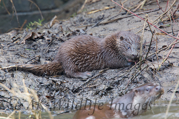 Otter Cub
