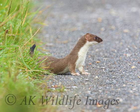 Stoat 3