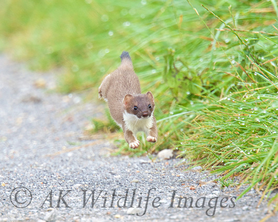 Stoat 2