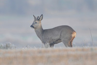 Male Roe Deer