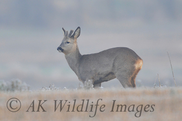 Male Roe Deer
